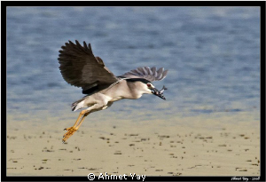 The night heron is hunting fish....:) by Ahmet Yay 